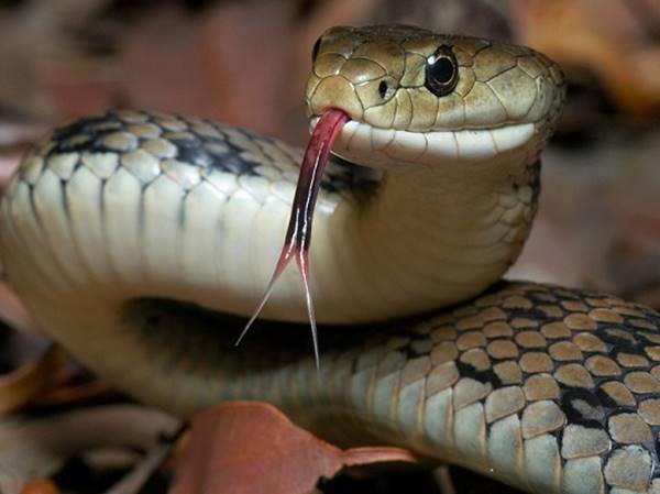 Nằm mơ thấy rắn đánh con gì có khả năng đổi đời?