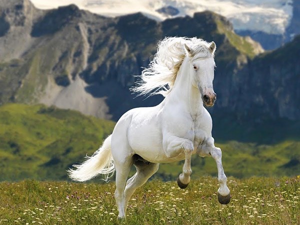 Mơ thấy ngựa trắng đánh con gì phát tài, là điềm báo gì?