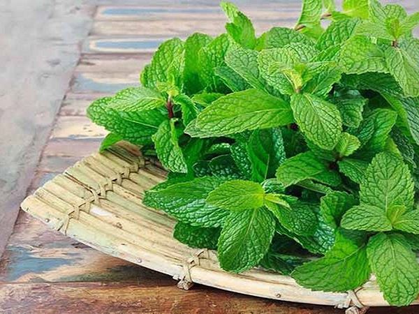 Ngủ mơ thấy cây bạc hà mang đến thông điệp gì?