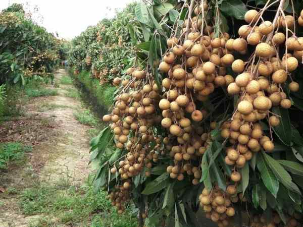 Mộng thấy cây nhãn sai trĩu quả