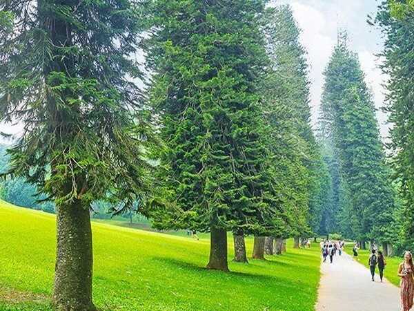 Điềm báo khi nằm mơ thấy cây thông là lành hay dữ