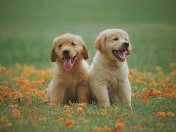 Mơ thấy chó con giải mã ý nghĩa và con số may mắn