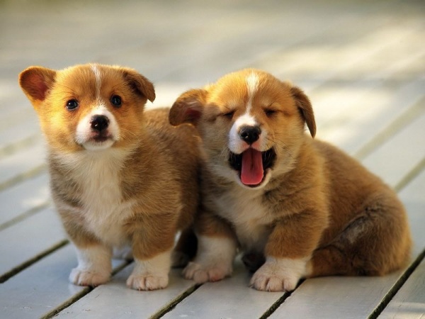 Mơ thấy chó con giải mã ý nghĩa và con số may mắn