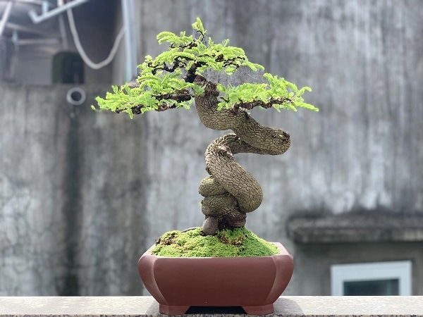 Chiêm bao thấy cây me ra hoa kết trái