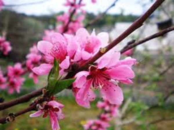 Giải mã ý nghĩa giấc mơ thấy hoa đào mang điềm gì?