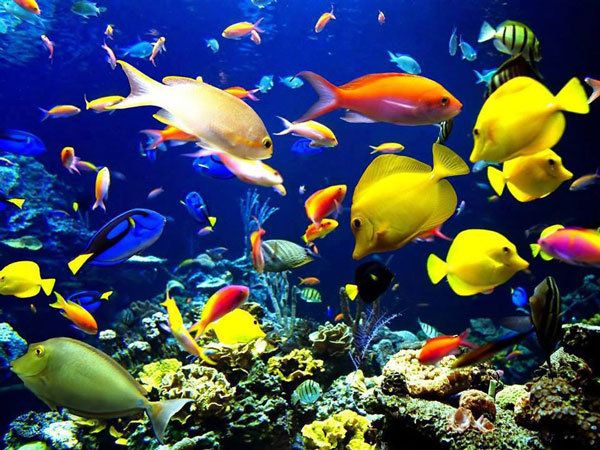 Giấc mơ thấy cá cảnh báo hiệu cho vận trình khởi sắc?