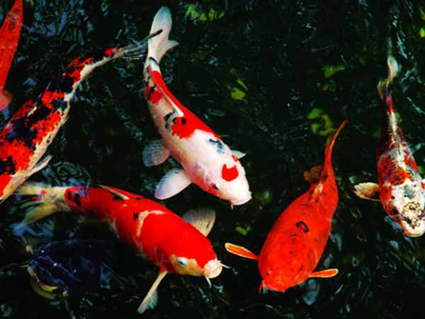 Chiêm bao thấy cá koi bơi trong hồ nước trong xanh