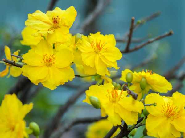 Mơ thấy đứng giữa vườn hoa mai