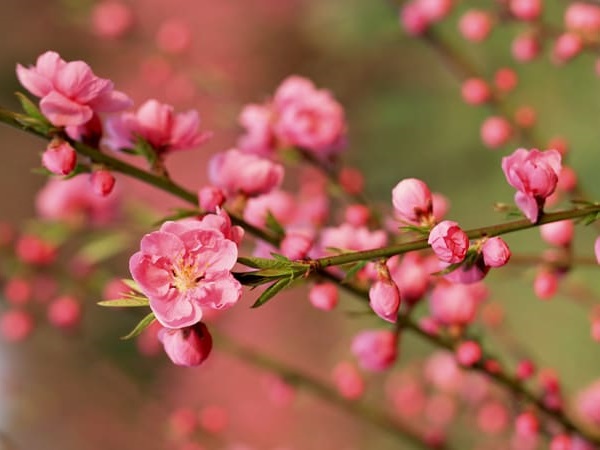 Giải mã ý nghĩa giấc mơ thấy hoa đào mang điềm gì?