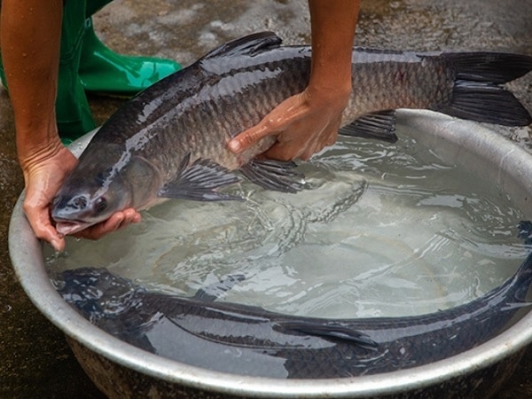 Giấc mộng thấy ăn cá trắm