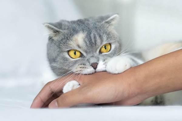 Mơ thấy mèo cắn có liên quan đến chuyện tình cảm?