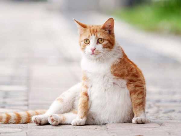 Mộng thấy mèo nhà mình có bầu