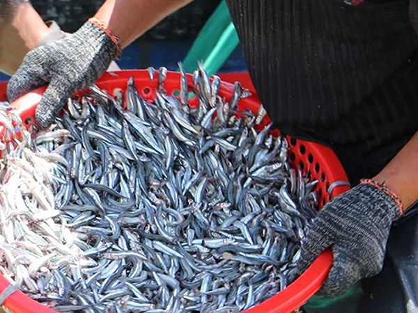 Nằm mơ thấy mua cá nhắc nhở cẩn trọng điều gì?