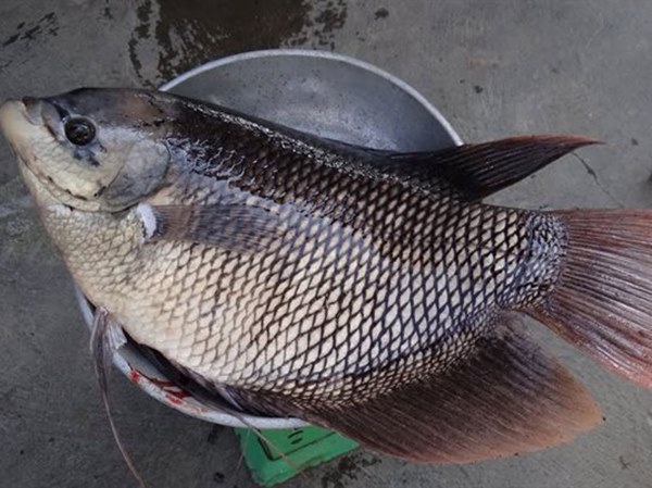 Nằm mơ thấy mua cá nhắc nhở cẩn trọng điều gì?