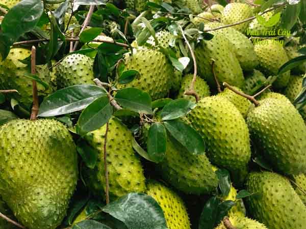 Bí ẩn nằm mơ thấy quả mãng cầu