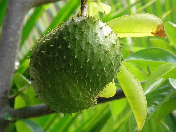 Bí ẩn nằm mơ thấy quả mãng cầu và các con số đi kèm