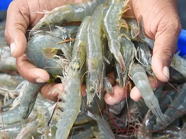 Mơ thấy mua tôm nhỏ