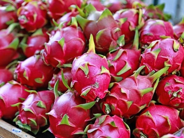 Nằm mơ thấy quả thanh long báo hiệu trước điềm gì?