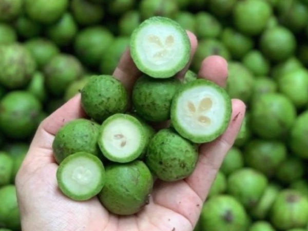 Ngủ mơ thấy quả sấu hé lộ điều gì sắp xảy ra?