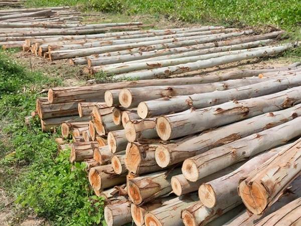 Ngủ mơ thấy cây bạch đàn có phải điềm báo đổi đời?