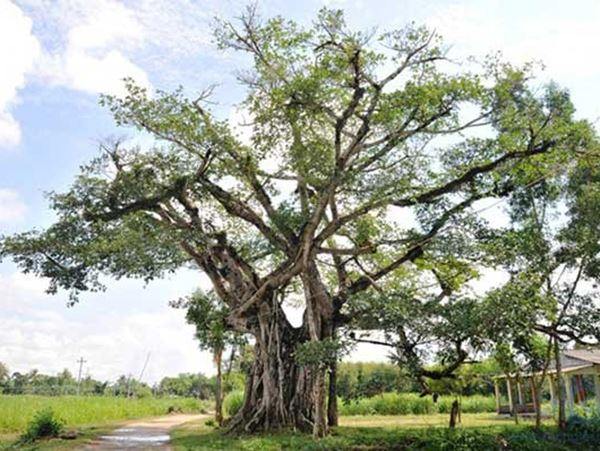 Giải mã điềm báo tâm linh khi nằm mơ thấy cây đa