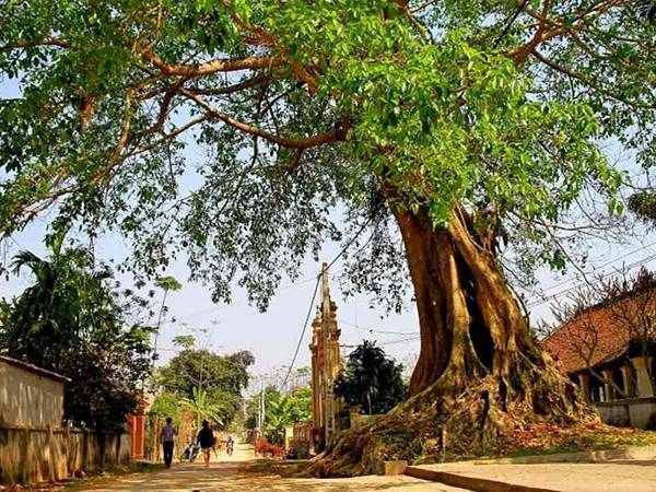 Giải mã điềm báo tâm linh khi nằm mơ thấy cây đa