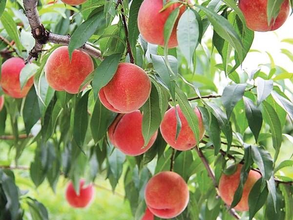 Mơ thấy trèo lên cây đào hái quả
