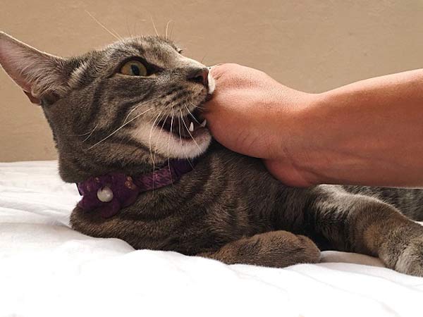 Nằm mơ thấy mèo cắn tượng trưng cho điều gì?
