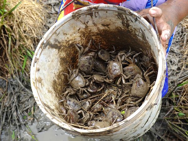 Luận giải ý nghĩa giấc mơ thấy bắt cua dưới góc nhìn phong thủy