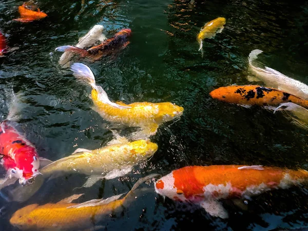 Giải mã cụ thể nằm mơ thấy cá bơi trong nước là điềm gì? Giải mã cụ thể nằm mơ thấy cá bơi trong nước là điềm gì?