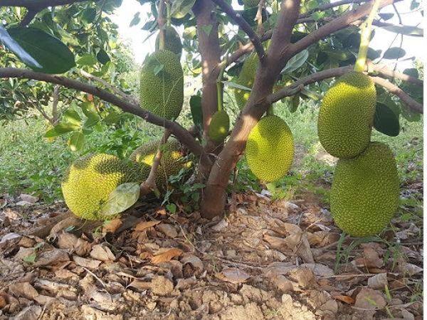 Nằm mơ thấy cây mít có ảnh hưởng đến tài lộc không?