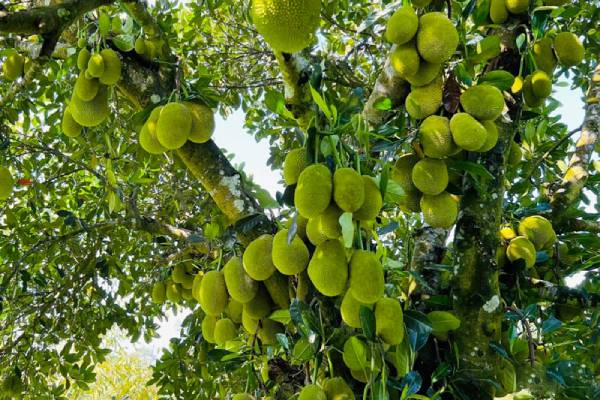 Mơ thấy hái quả trên cây mít