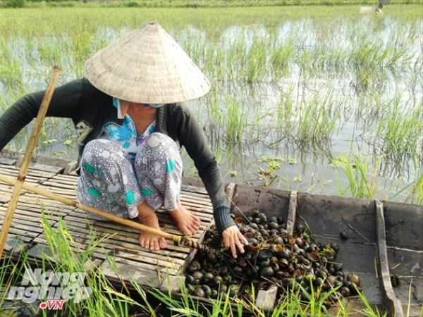 Mơ thấy bắt ốc bươu