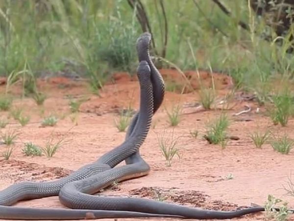 Nằm mơ thấy 2 con rắn cắn nhau, quấn vào nhau là điềm gì?