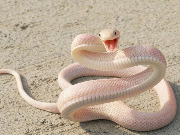 Phân tích giấc mơ thấy rắn trắng dưới góc nhìn phong thủy