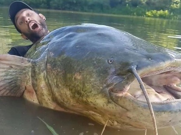 Nằm mơ thấy bắt cá trê là điềm gì, dự báo đen hay đỏ?