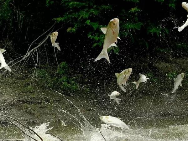 Nằm mơ thấy cá mè trắng là điềm gì, báo mộng tốt hay xấu?