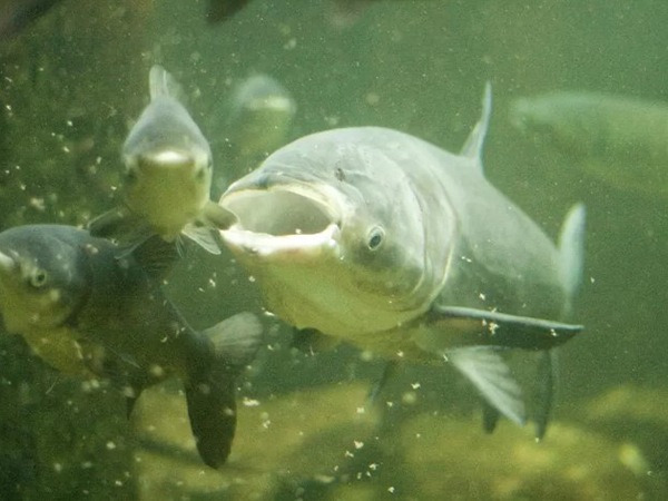 Nằm mơ thấy cá mè trắng là điềm gì, báo mộng tốt hay xấu?