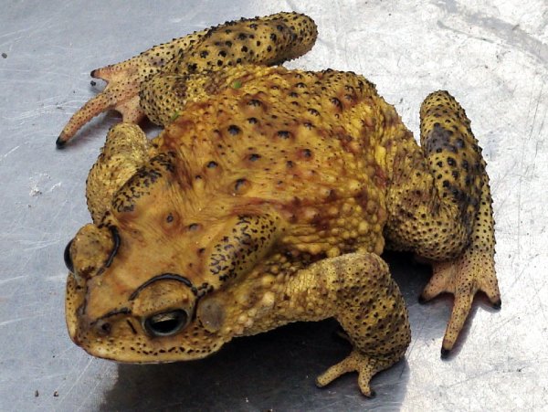 Nằm mơ thấy cóc mang điềm báo gì có số gì phát lộc