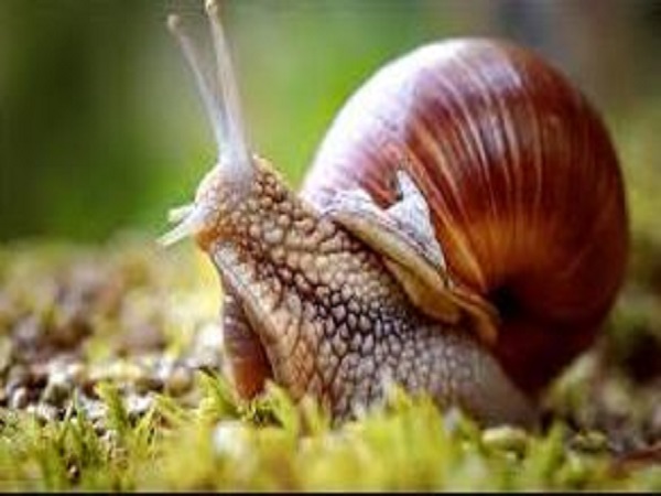 Nằm mơ thấy ốc sên có ý nghĩa gì, số gì phát tài phát lộc