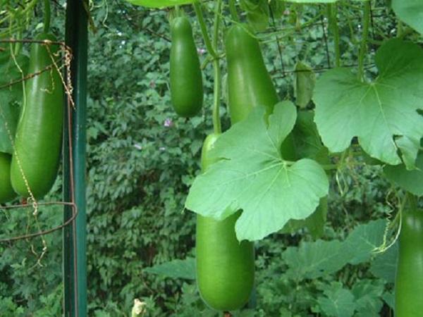 Giải mã chi tiết các giấc mơ thấy quả bầu